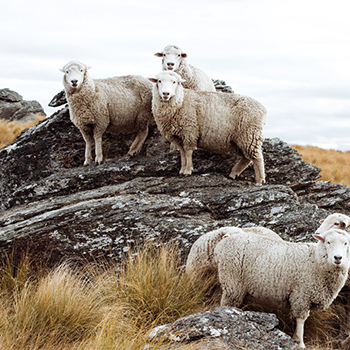 Natural wool carpet fibers highlighting eco-friendly and renewable wool flooring material